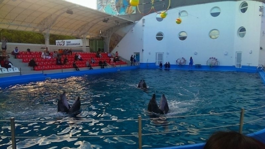 Кишиневский дельфинарий с 25 сентября закрывается