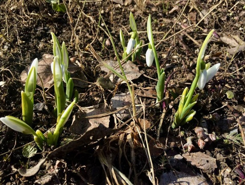 В Кишиневе расцвели первые подснежники