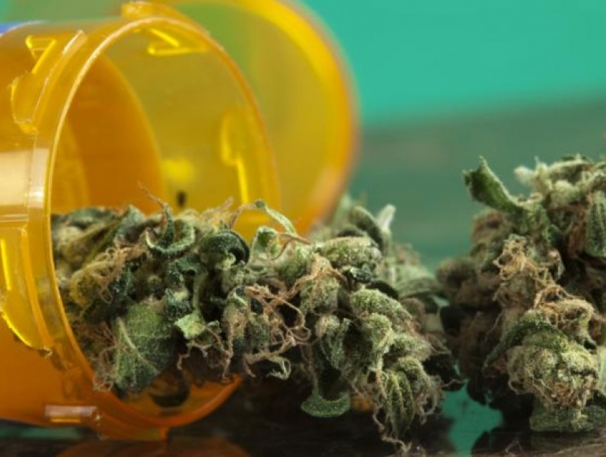 Крупнейшая партия марихуаны в Молдове: 40+ кг изъято на ферме в Новых Аненах