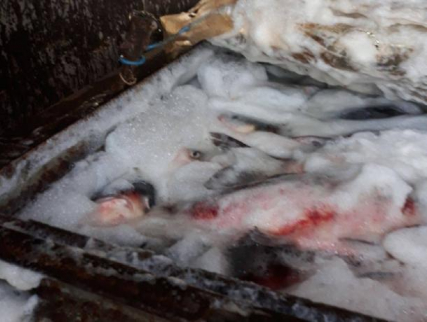 На Центральный рынок Кишинева опять едва не попала рыба неизвестного происхождения