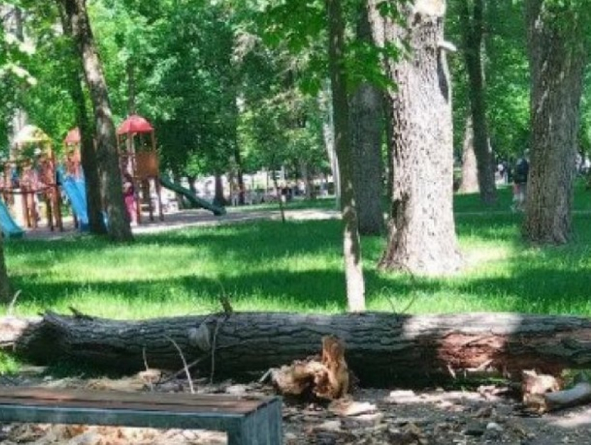Результаты расследования по трагической смерти ребенка в парке «Алунел"