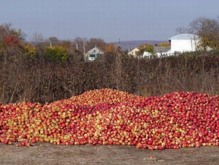 Пропадающий урожай – тонны фруктов гниют в молдавских садах, будучи ненужными Европе