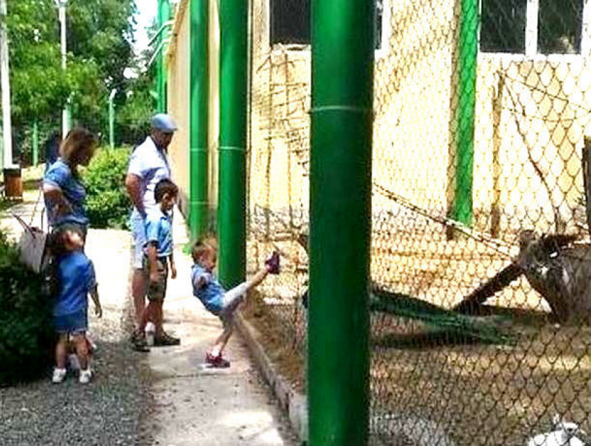 Издевательства детей над животными в румынском зоопарке сняли на видео