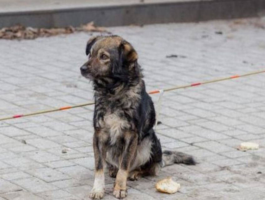 В Бельцах брошенная собака уже три недели ждет хозяина на одном месте