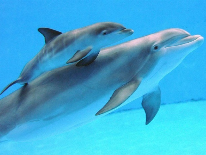 «Ужасное зрелище, масса крови»: владельцев одесского дельфинария обвинили в эксплуатации беременной Пенелопы