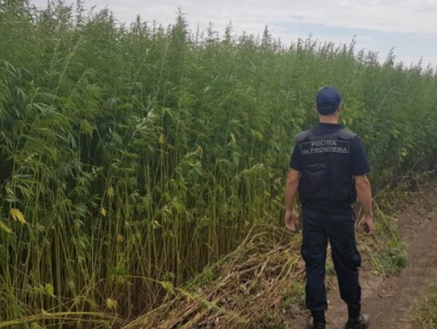 Пограничники обнаружили огромное поле конопли у села Чишмикьой
