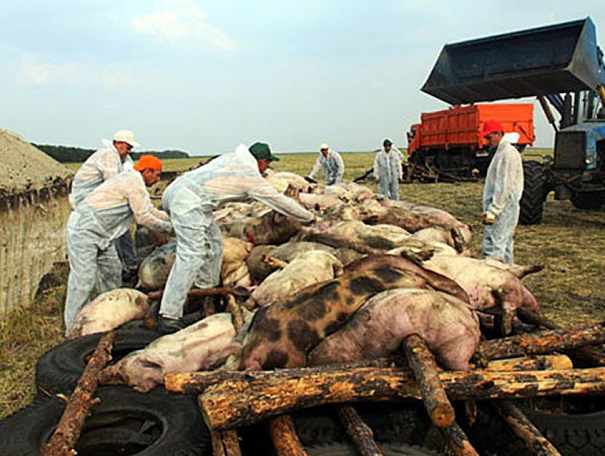 Массовое истребление свиней в Молдове вызвала зараза, завезенная из Украины 