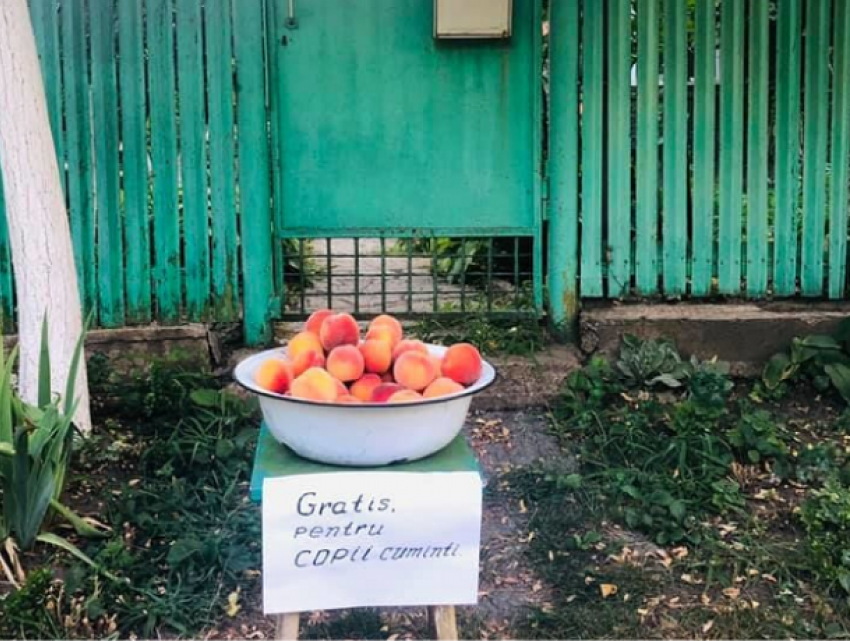 Добрые дела в селе Порумбень – фермеры бесплатно раздают персики послушным детям