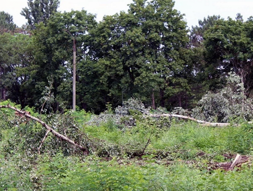 Все по закону: полиция не помешала спилу десятков деревьев в Кишиневе