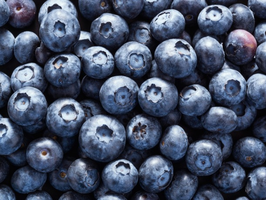 В Молдове начался сезон черники