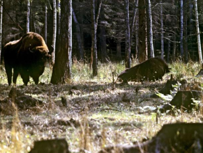 Частные или государственные: стало известно, в каких случаях леса защищены лучше