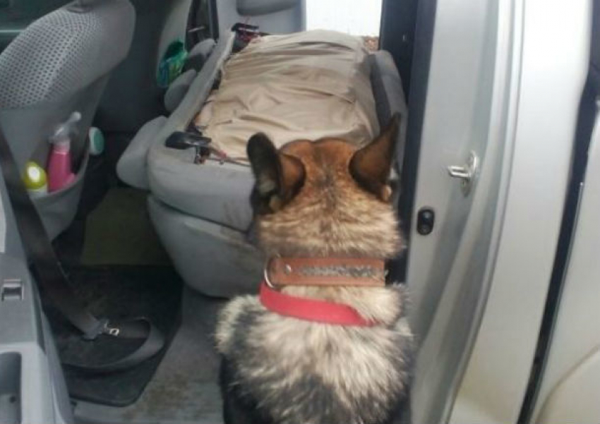 Собака обнаружила контрабанду у румына в Скулянах