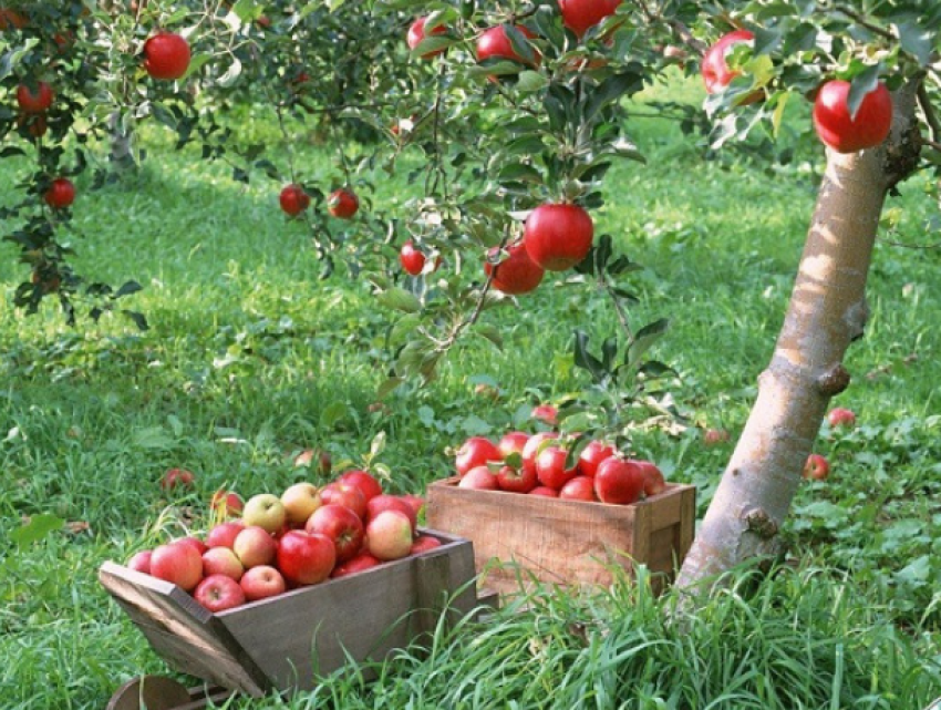 Потери урожая яблок и слив в Молдове в 2019 году составят более 10%