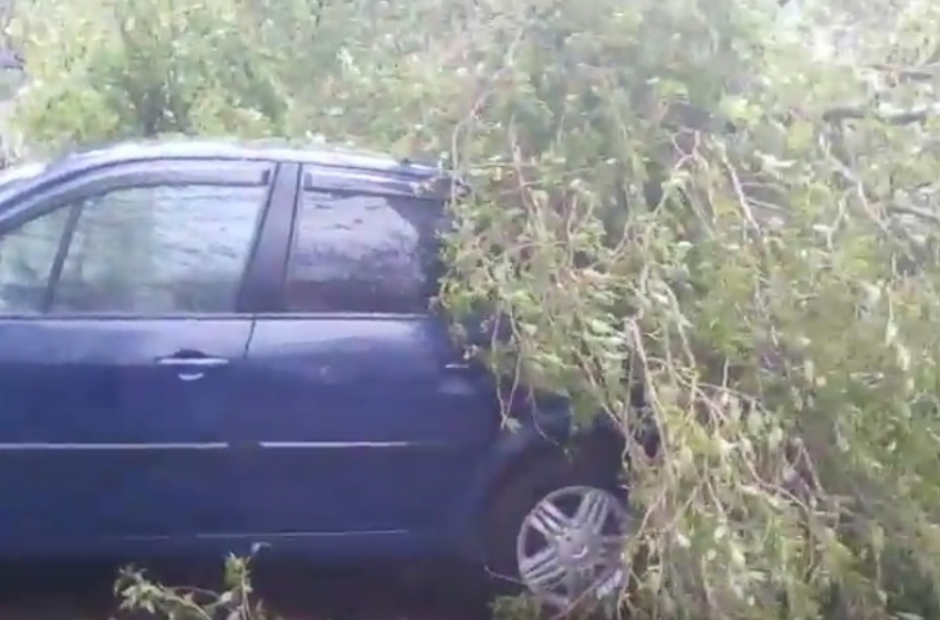 В Кишиневе дерево упало на припаркованные автомобили