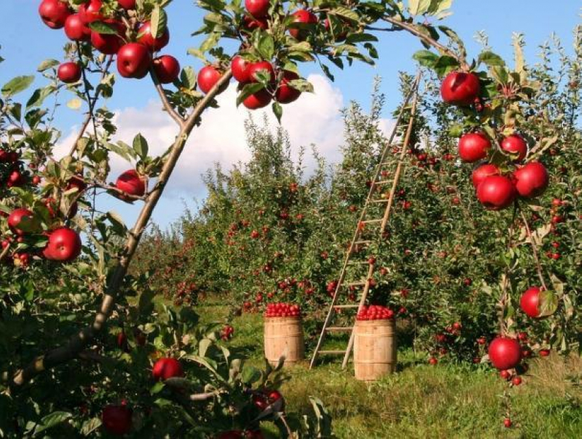 Фермеры Молдовы получат крупные государственные субсидии