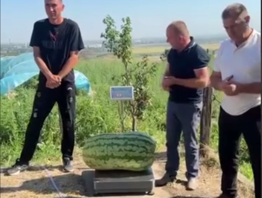 В Молдове вырастили арбуз-гигант весом 74 килограмма