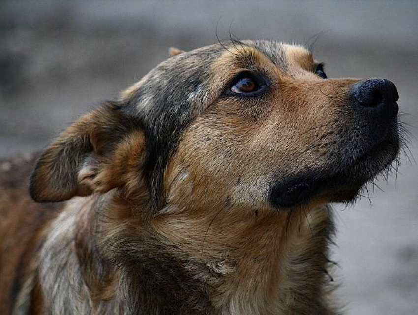 В столичной примэрии займутся вопросами бездомных собак