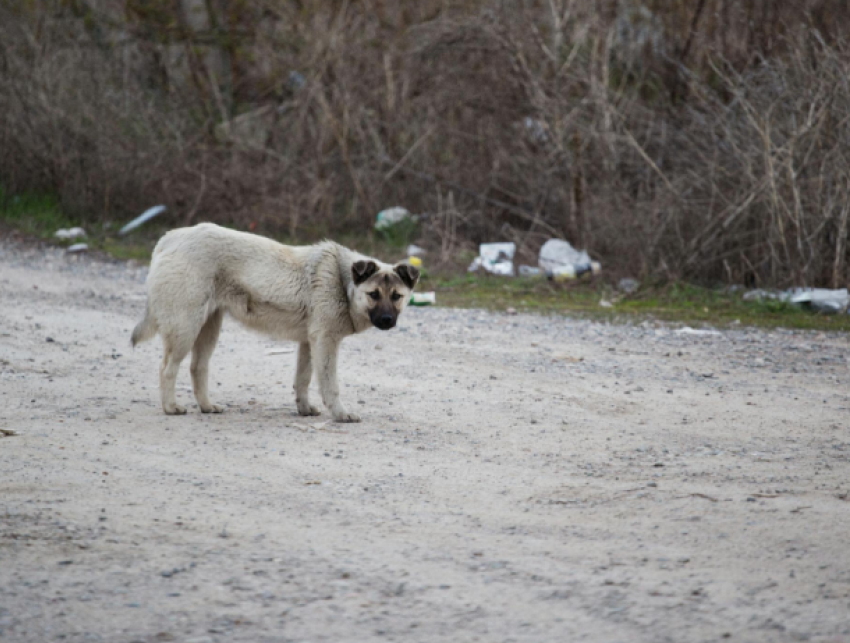 В Кишинёве стая собак напала на ребёнка: полиция начала проверку