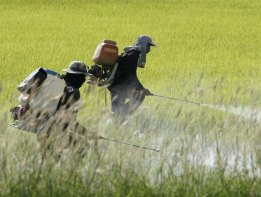 Шокирующая статистика: Молдова продолжает травить себя пестицидами