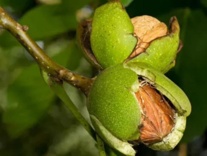 В Молдове можно получить разряд током при сборе орехов