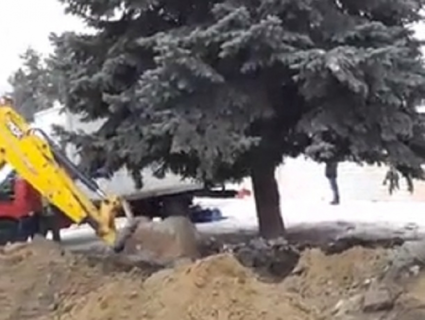 В Кишиневе эвакуировали ели из сквера у бывшего Дворца профсоюзов