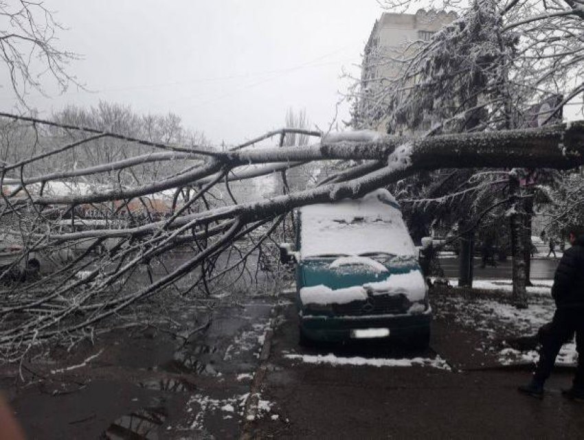 В Кишиневе деревья падают на машины, будьте осторожны!