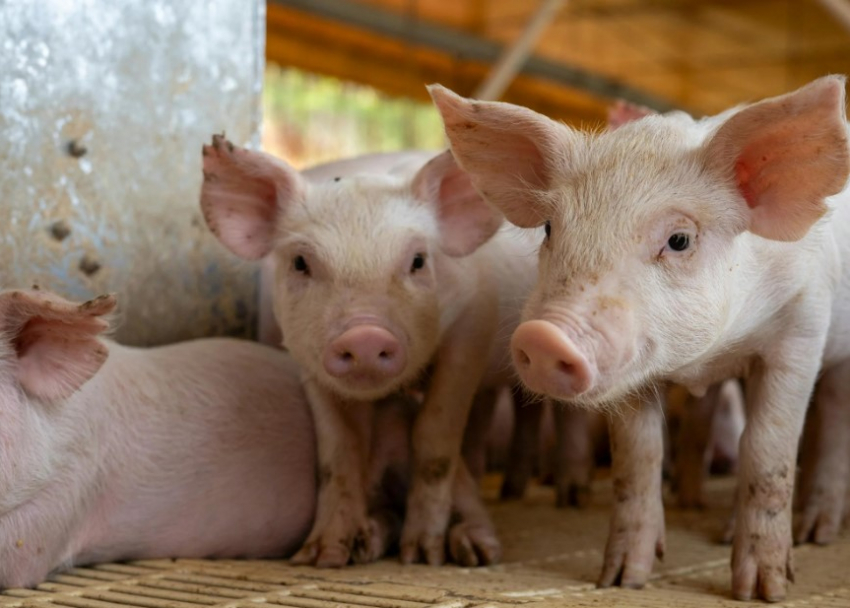 Шокирующее преступление в Новоаненском районе: фермер и его сожительница подозреваются в убийстве трех мужчин и кормлении свиней их телами