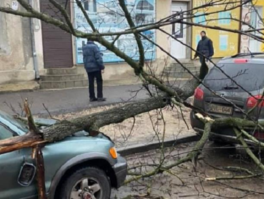 «Двойной удар» - в Кишиневе упавшее дерево повредило сразу две машины