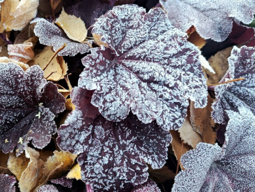 Предупреждение синоптиков: ночью в Молдове ожидаются заморозки до –3°С