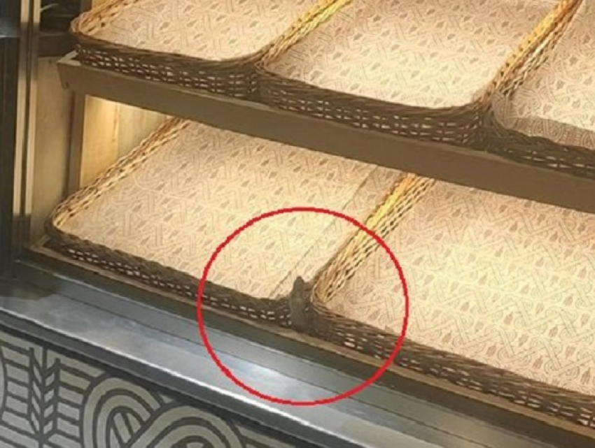 «Кот из дома, мыши в пляс» - на витрине одной их центральных булочных замечен «наводивший порядок» грызун