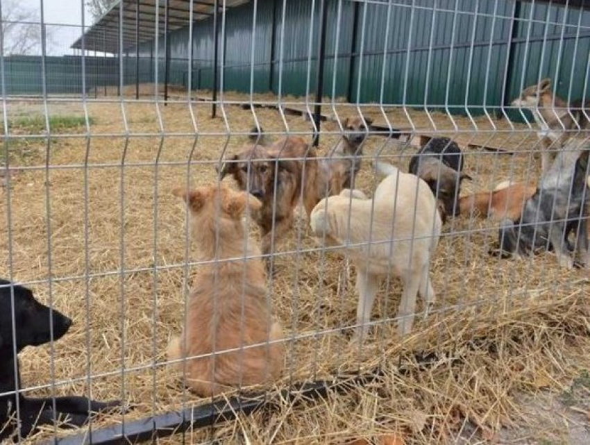 С момента открытия центра стерилизации в Кишиневе были стерилизованы около 100 собак