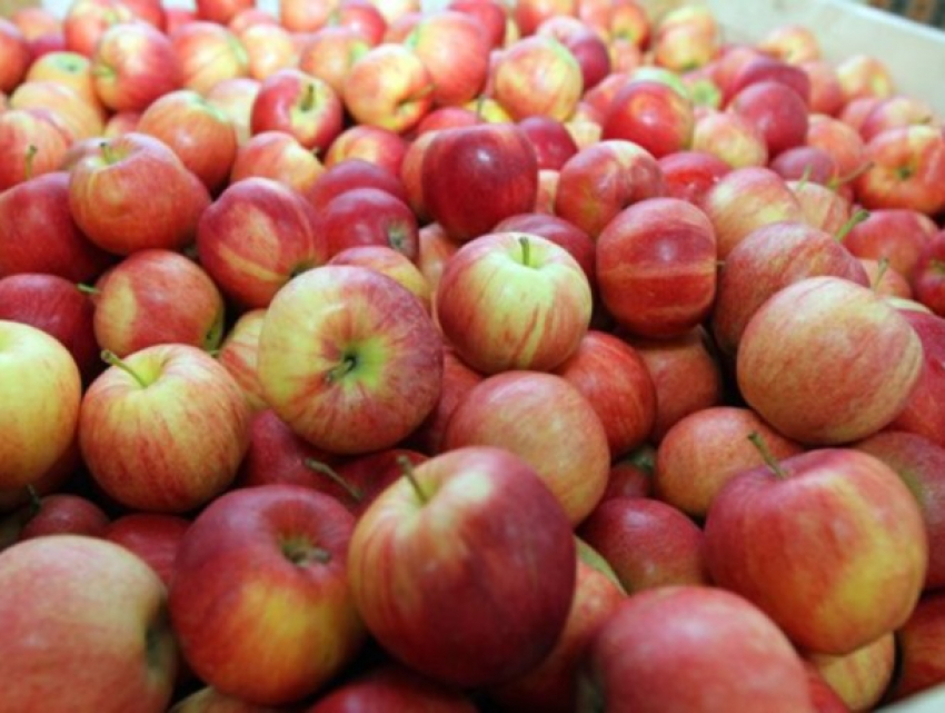 Коронавирус помог реализовать яблоки в Молдове