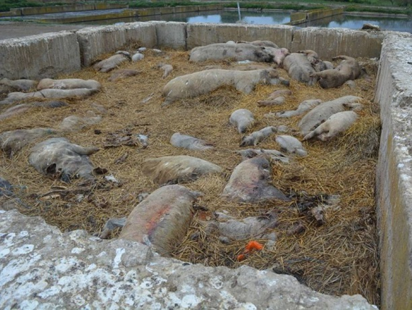 В селе под Резиной фермеры разбросали по улицам гниющие трупы свиней