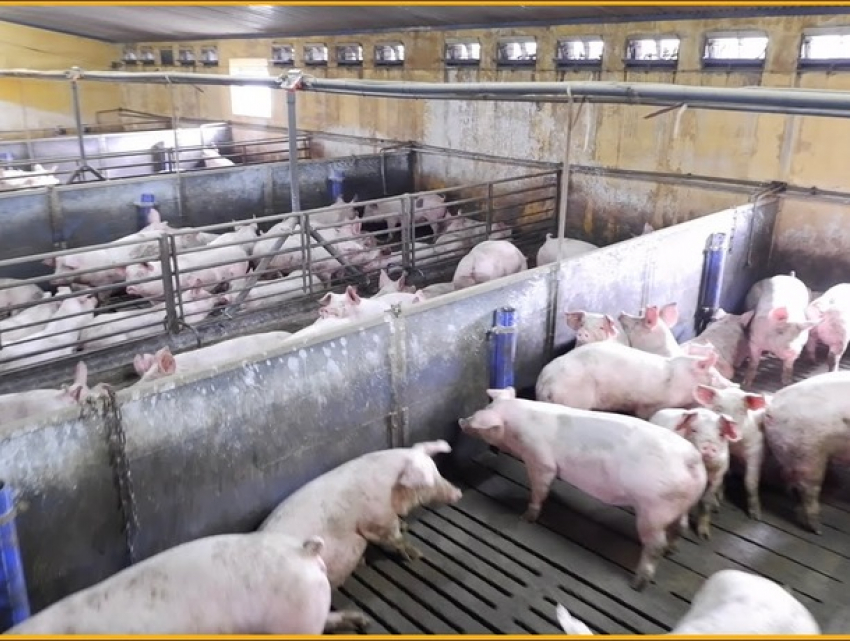 Фермер из Новых Анен, подозреваемый в убийстве и расчлененке: односельчане называют его агрессивным и неуравновешенным