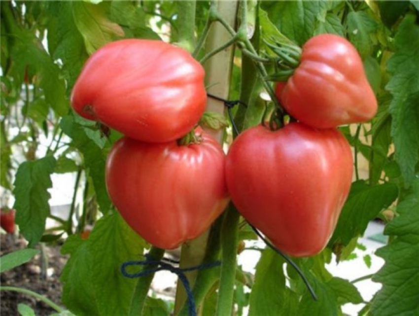 Чудо-помидор вырастила жительница Гагаузии