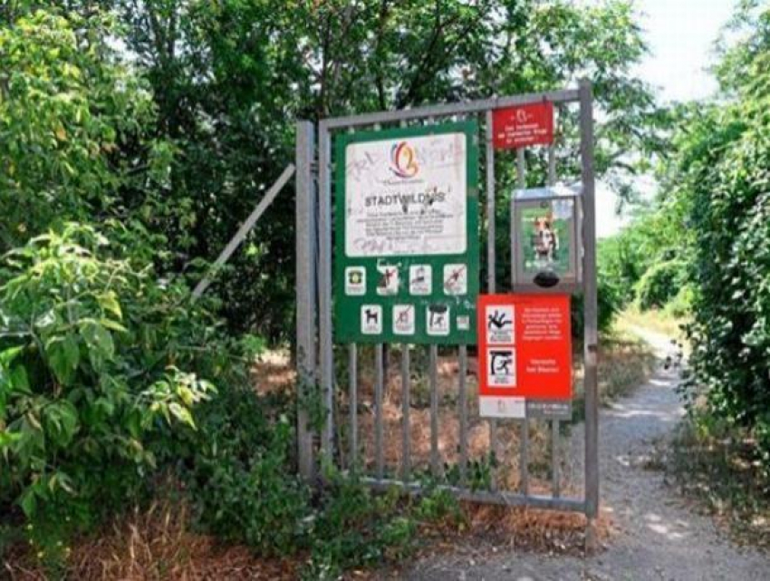 В Вене задержан молдаванин, убивший в столице Австрии местного жителя