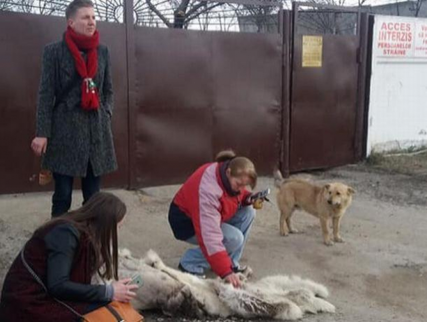 Шокирующая находка - волонтёр из Германии обнаружила содранную с собаки шкуру рядом с Некрополем