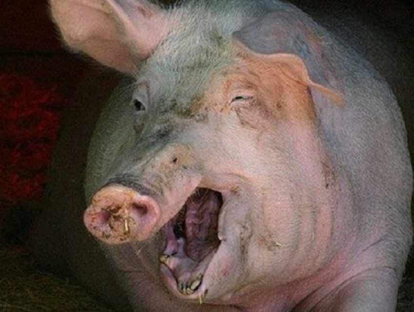 Ужасная гибель украинца: свиньи съели своего хозяина 