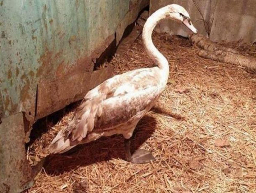 В Хынчештском районе спасли лебедя
