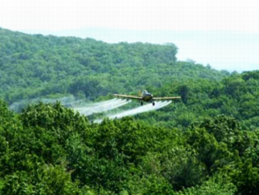 Moldsilva проведёт дезинсекцию лесов с воздуха