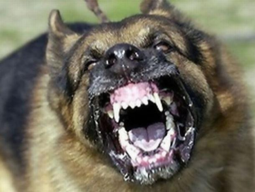 Жителя Криково оштрафовали за натравливание собаки на прохожих - он выплатит 1500 леев за подобное отношение