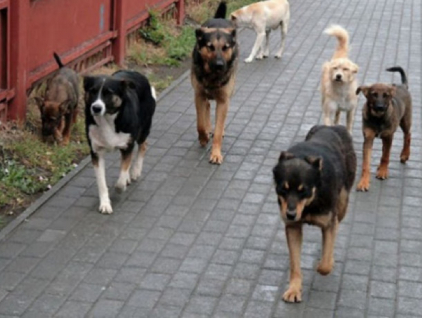 В Молдове запретили отстреливать бездомных кошек и собак