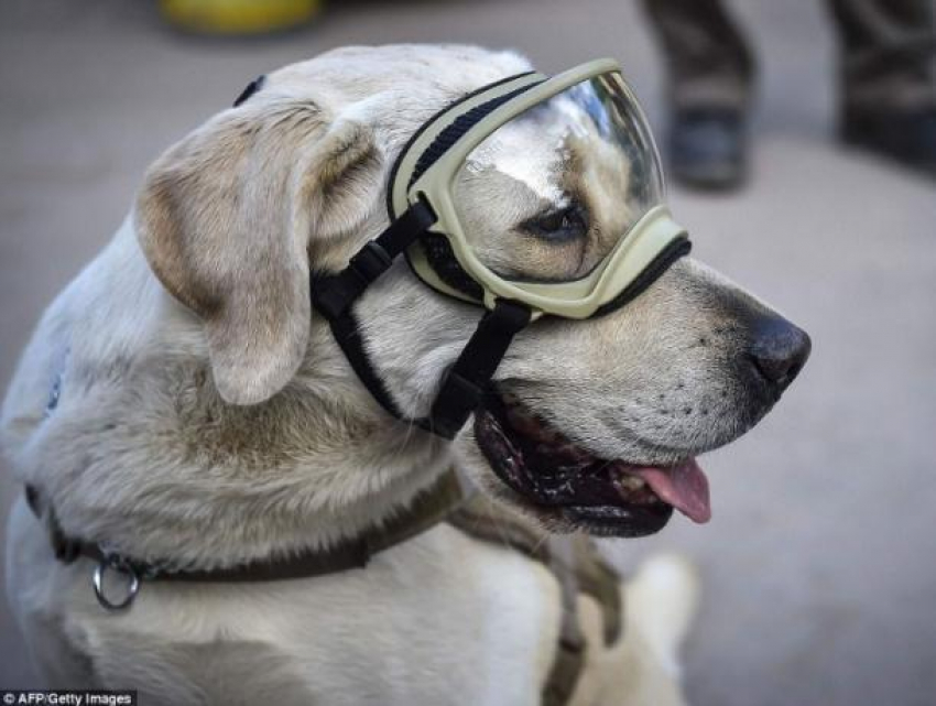Хвостатый патруль: в Молдове собак обучают быть спасателями