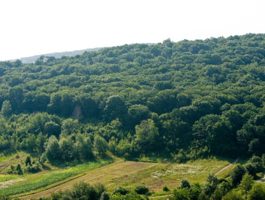 Лесов в Молдове все меньше, а проблем от этого больше