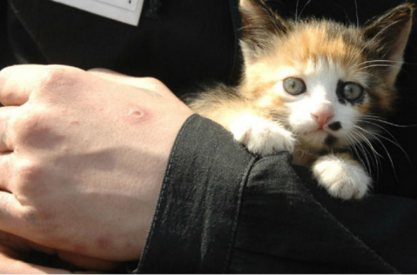 Мужчина на глазах маленьких девочек жестоко расправился с котенком в Тирасполе
