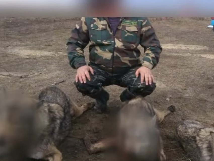 В Григориопольском районе нашествие волков: люди в ужасе