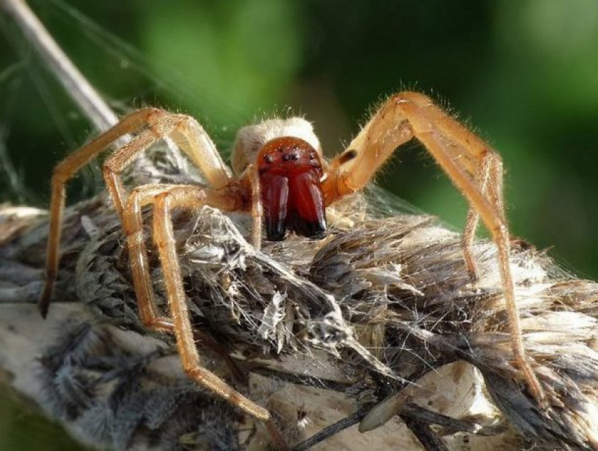 Смертельно опасного паука обнаружили в Приднестровье