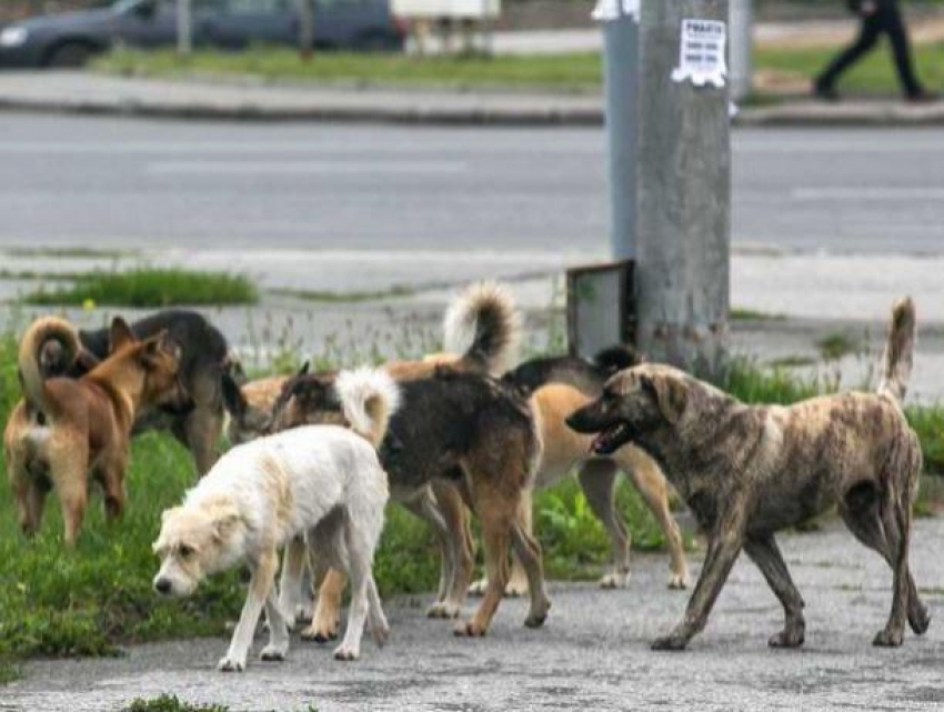 В столице 68-летнюю женщину серьезно покусали бродячие собаки