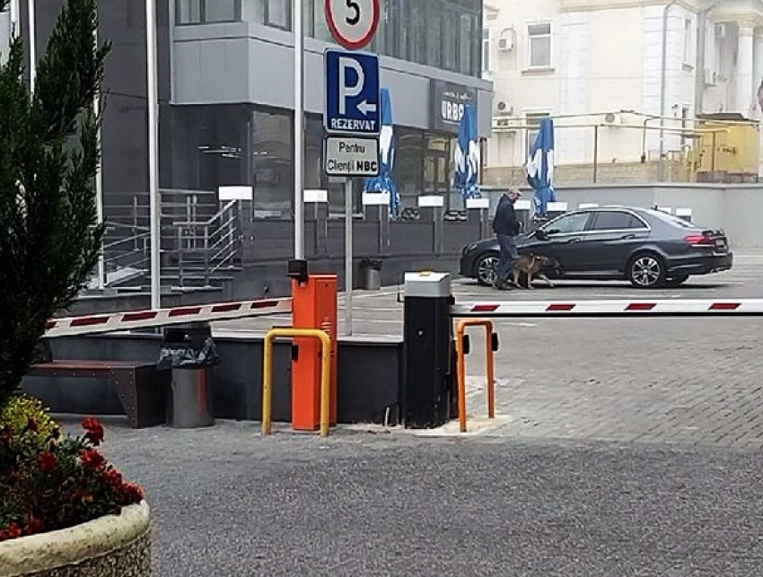 Охрана с овчаркой и выселение чиновников: как живет штаб-квартира демократов в центре Кишинева