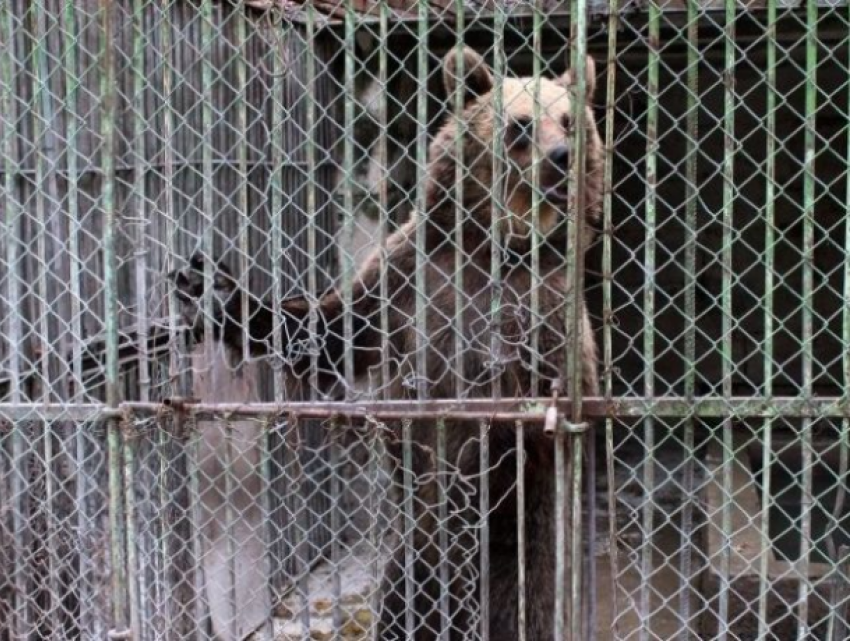 Медведи из столичного зоопарка готовятся к новоселью